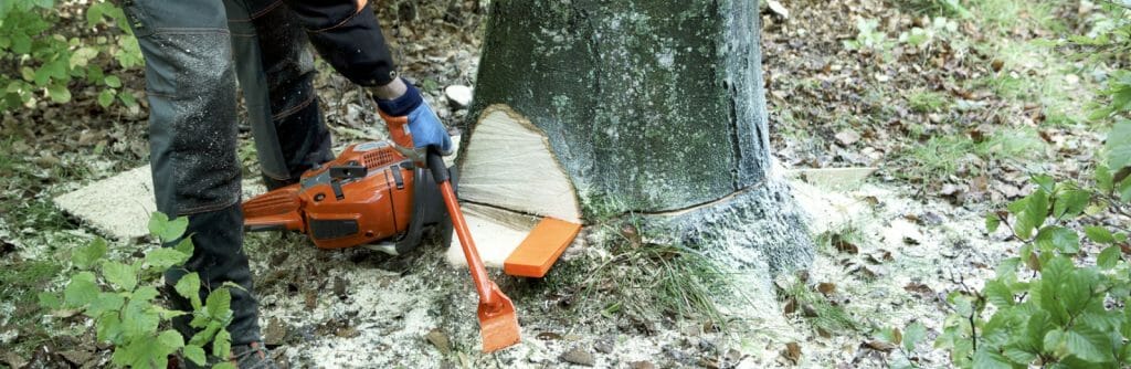 Forestry worker using a breaking bar to knock a felling wedge into a tree