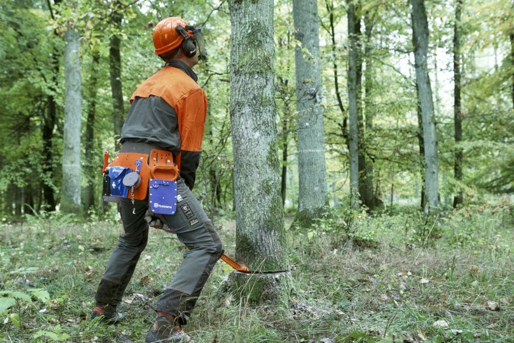 Forestry worker using an inserted breaking bar to make a tree fall